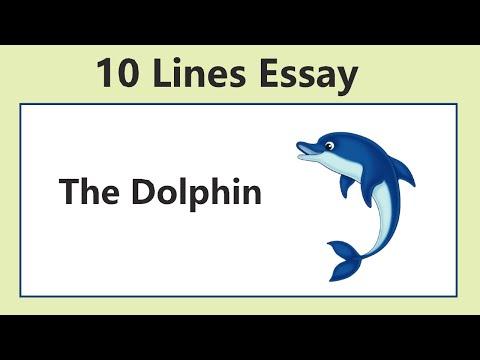 10 Lines On Dolphin In English Write Few Lines About Dolphin 