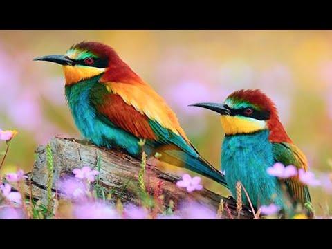اصوات العصافير في الطبيعة بدون موسيقى 