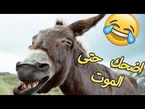 حاول ألا تموت من الضحك أفضل فيديو مضحك جدا الضحك حتي الموت 10 