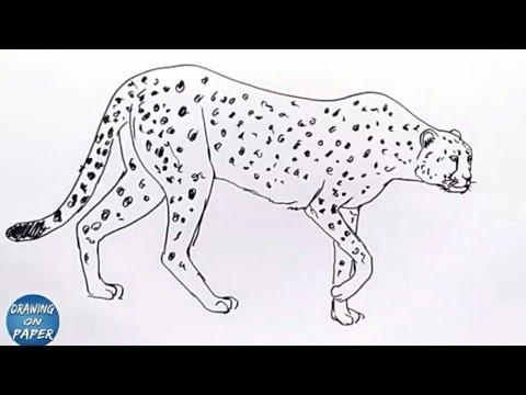 طريقة رسم الفهد خطوة بخطوة 