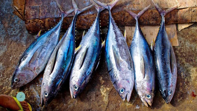 صيد سمك التونة في مصر