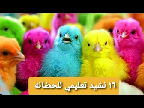 16 أغنية تعليمية للحضانة، أناشيد أطفال، أناشيد رياض الأطفال 