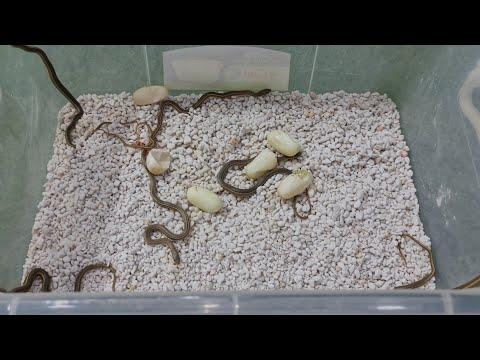 خروج الثعابين من البيض بعد مرور 55 يوم Snake Hatching مع احمد الدكرونى 