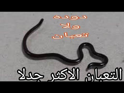 أصغر الثعبان وأكثرها رعباً هو الثقب الدودي 