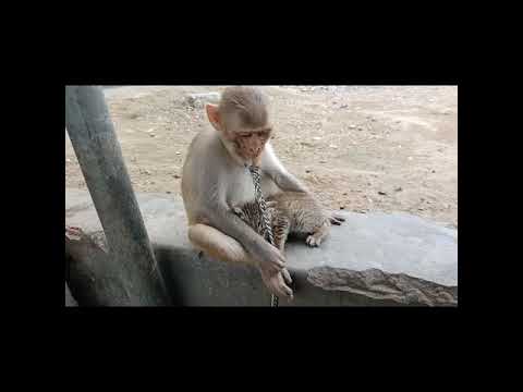 Funny Monkey Nd Cat 