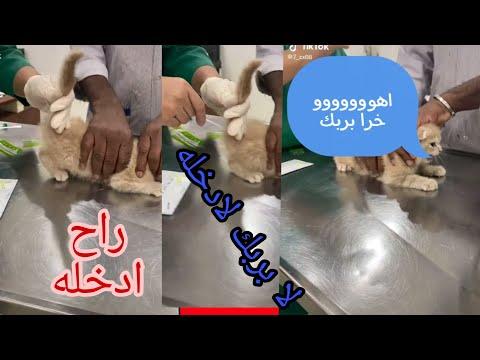 اغتصاب قطه في وضح النهار تموت من الضحك 