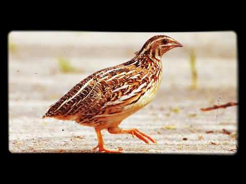 افضل صوت للاجهزه الصيد السمان الذكر والانثى يجذب بسرعة صوت رائع جدآ يجذب Common Quail Sound 