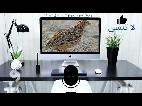 25 صوت فري سمان Quail التحميل في صندوق الوصف 