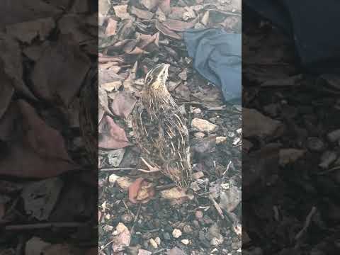 Quail Sound Effect صوت السمان للصيد وتجميع الفري 