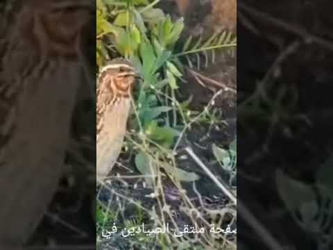 صوت الفري السمان للصيد 