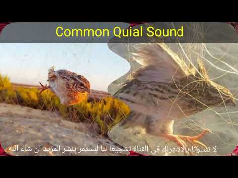 صوت رهيب فى صيد السمان Common Quial Sound 