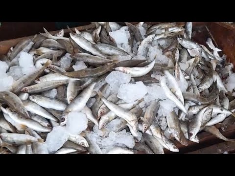 هنتعرف علي جميع انواع السمك في مرسي مطروح حلقه السمك احسن مكان تشتري منه أسماك 