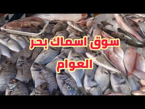 عندما تذهب إلى مطروح، يجب عليك الذهاب إلى سوق السمك. يوجد جميع أنواع الأسماك في مطروح، والسعر يصل إلى الصفر. 