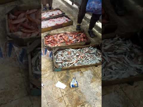 اجمل انواع اسماك مرسي مطروح في حلقه السمك 