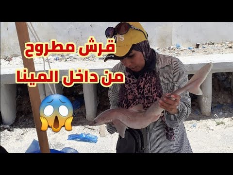 لأول مرة على اليوتيوب من داخل مينا مطروح مزدات السمك وتجربتي بكل صراحة 