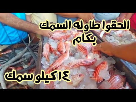تعالوا شوفوا مزاد السمك فى مرسى مطروح انواع سمك أول مره نشوفها 