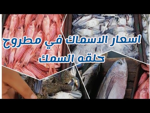 سوق السمك في مرسى مطروح سمك وجمبري صاحين ومفيش ارخص من كدة وجولة في شارع اسكندريه 