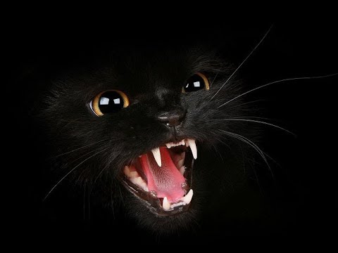 MICE REPELLENT صوت قطة شرسة عالي ومخيف لاى فار شوف اخر الفديو مفاجأة 