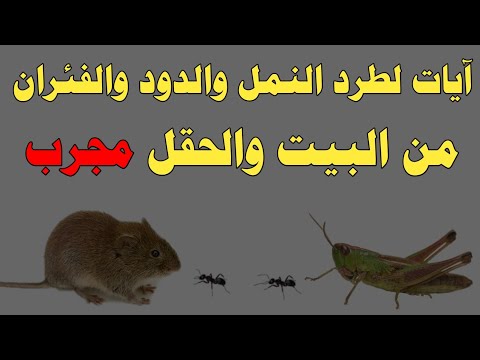 آيات لطرد النمل والدود والفئران من البيت والحقل مجرب ش توفيق أبو الدهب 