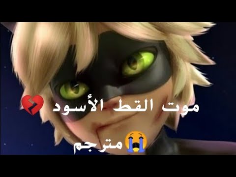 موت القط الأسود أتحداك أن لا تبكي 