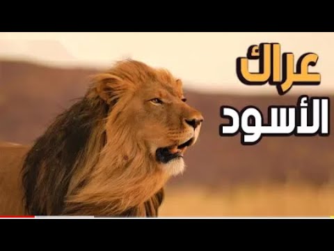 قناة عالم الحيوان عراك الاسود قتال حتى الموت 