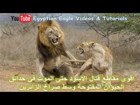 تتقاتل الأسود حتى الموت في حدائق الحيوان المفتوحة وسط صراخ الزوار 