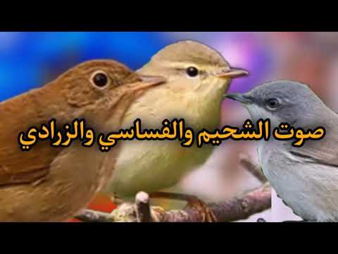 الصوت الأصلي للشحيم والفساسي والزرادي 