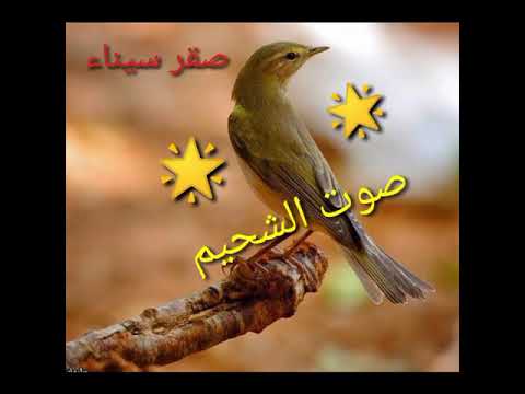 صوت الشحيم آصف الجديد 2021 