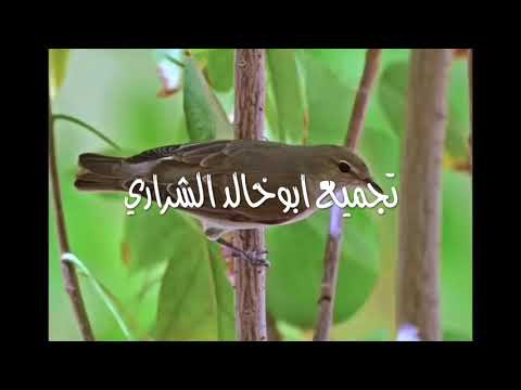 اصوات الدخل الشحيمانيات 