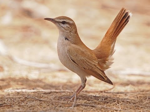 صوت طائر الطيهوج أو طائر الطيهوج هو أفضل صوت للأجهزة 