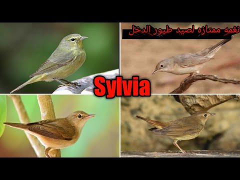 صوت ممتاز لصيد طيور الدخل Sylvia 