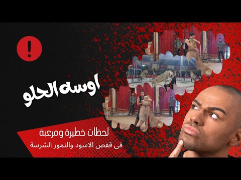 لحظات خطيرة ومرعبة الأسود والنمور الشرسة مع المدربة أوسا محمد الحلو 