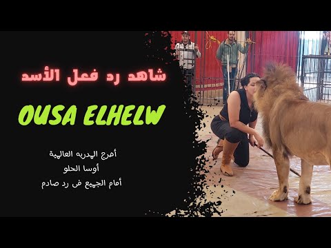 رد صادم من الأسد للمدير الدولي أوسا محمد الحلو. انظر ماذا فعل 