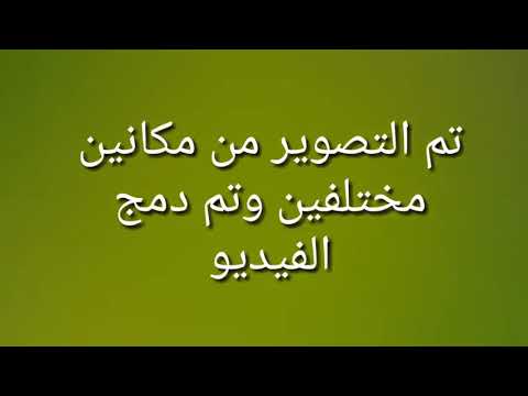 شاهد قبل الحذف الفيديو الوحيد المثرب من السيرك لحظة وفاة محمد الحلو وهجوم الاسد عليه 