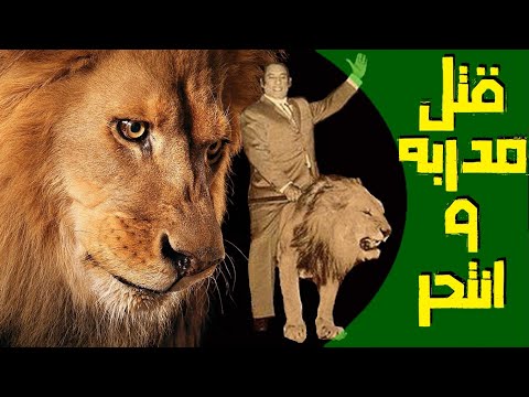 قصة الأسد سلطان ومدربه المصري محمد الحلو الأسد الذي يقتل صاحبه وينتحر قصة أغرب من الخيال 