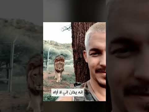 لحظة هجوم الأسد. لايك إذا أعجبك الفيديو 