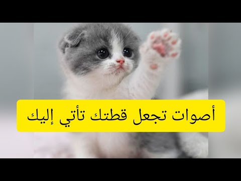 أصوات تجعل قطتك تأتي اليك 