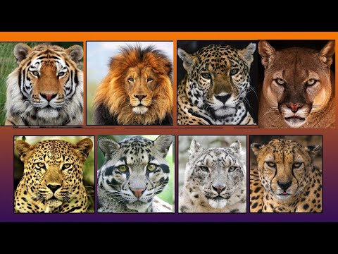 All Big Cat Sounds Top 10 Big Cat Sound 