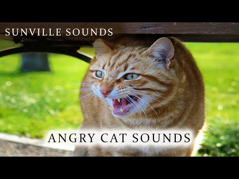 Angry Cat Sound Scary Animal Sounds With Peter Baeten 