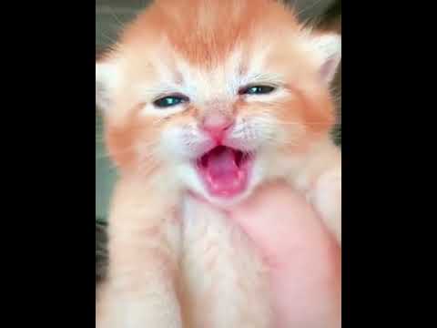 صوت قطط صغيرة كيوت 