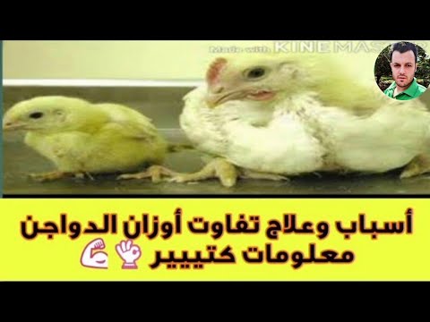 أسباب وعلاج اختلاف أوزان الكتاكيت البيضاء داخل المنزل 