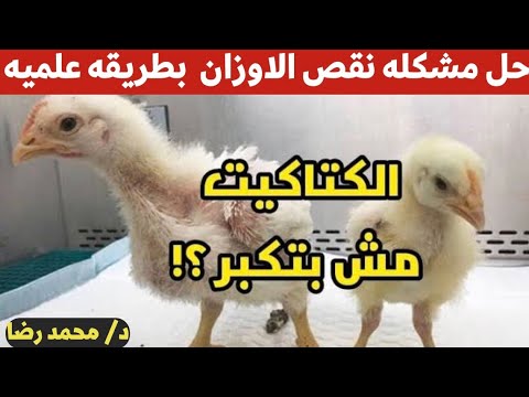 حلقه٣ علاج مشكله نقص الاوزان بطريقه علميه وزاي نزود وزن الفراخ السرده مع دكتور محمد 