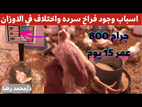 عمر 15 يوم وزن الدجاج 800 جرام. علاج الدجاج النيئ واختلاف الوزن وخسارة وزن الدجاج مع الطبيب. 