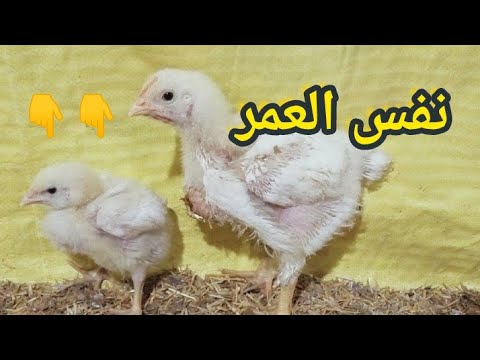 الفراخ مش بتكبر ليه اسباب ضعف الأوزان في الفراخ البيضاء 