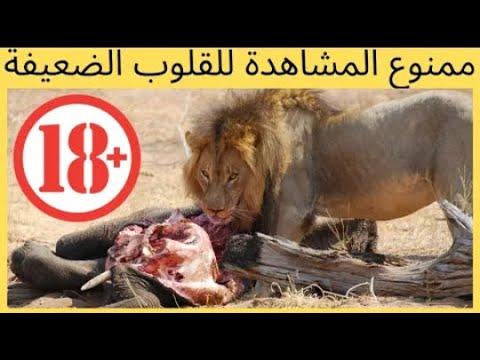 الأسود تأكل الحمير الوحشية وهي حية. ولا أنصح أصحاب القلوب الضعيفة 