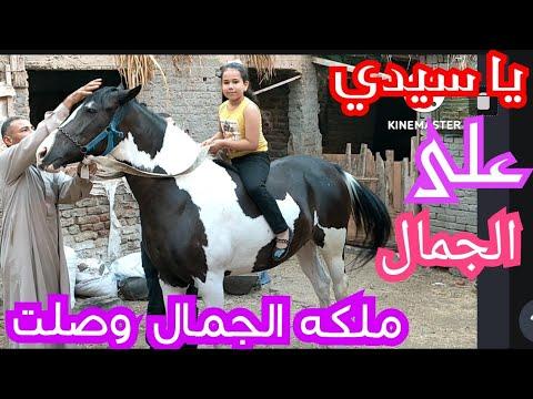اجمل مهره شفتها فلسطيني ابيض في اسود Palestinian Horse Prices 