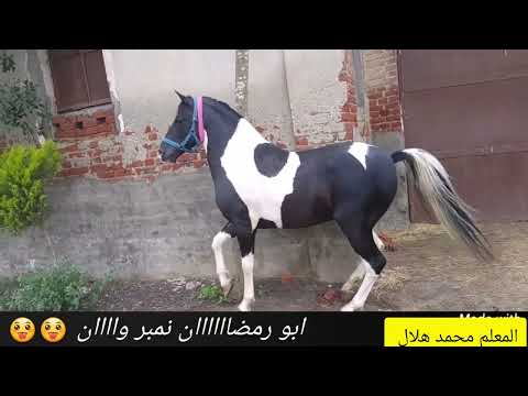 حصان فلسطيني اجمل حصان في مصر ربنا يعوض على عليك ابو رمضان 