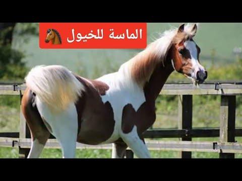 خيول ملونة خيول الجمال خيول فلسطيني ملخص اسعار الخيول 
