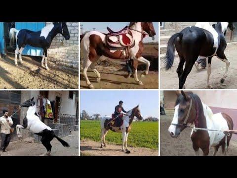 أسعار الخيول الفلسطينية ملخص العروض Horselover1843 