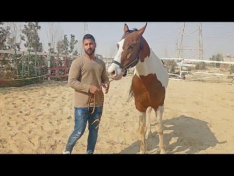 اسطبل عرابي للخيول مع الاسعار خيول عربية خيول فلسطينية خيول بلدي تعليم ركوب الخيل وكيفية السيطرة على الحصان 